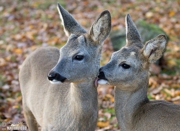 Reh (Capreolus capreolus)