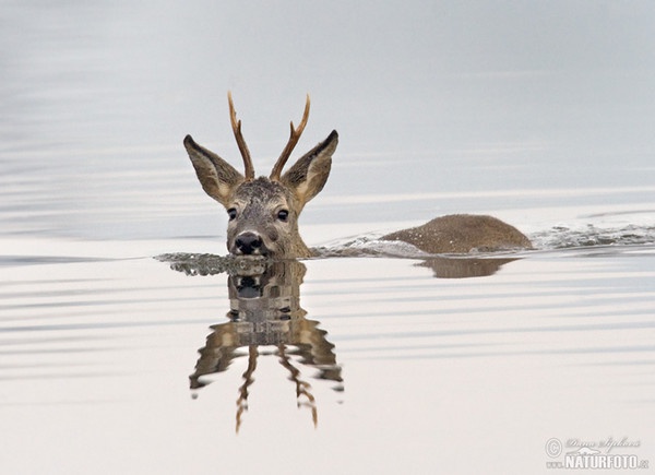 Reh (Capreolus capreolus)