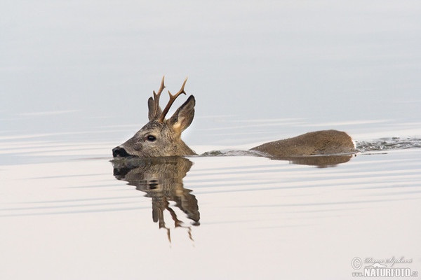 Reh (Capreolus capreolus)