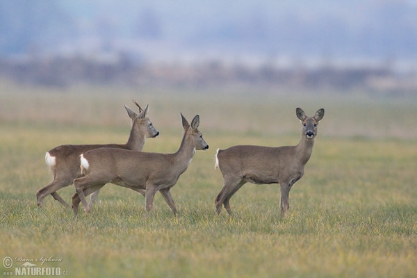 Reh (Capreolus capreolus)