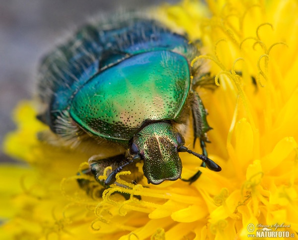 Rosenkafer (Cetonia aurata)