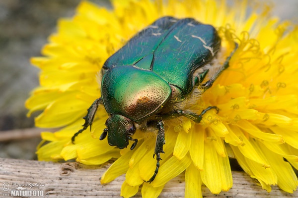 Rosenkafer (Cetonia aurata)