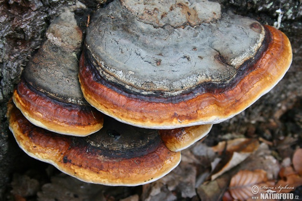 Rotrandiger Baumschwamm (Fomitopsis pinicola)