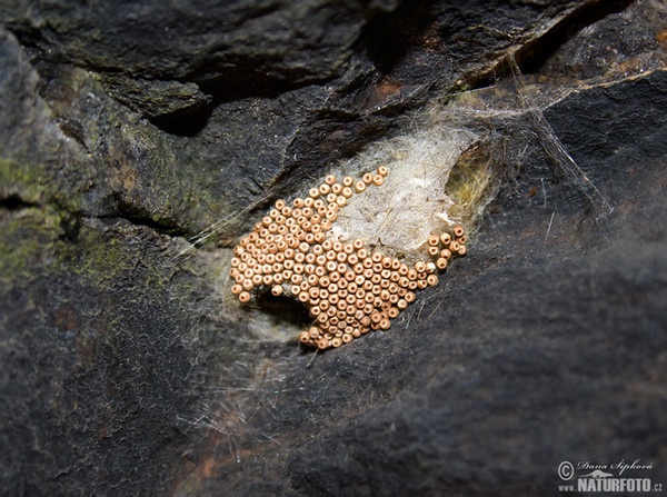 Schlehen-Burstenspinner (Orgyia antiqua)