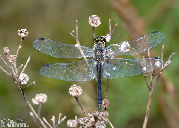 Schwarze Heidelibelle (Sympetrum danae)