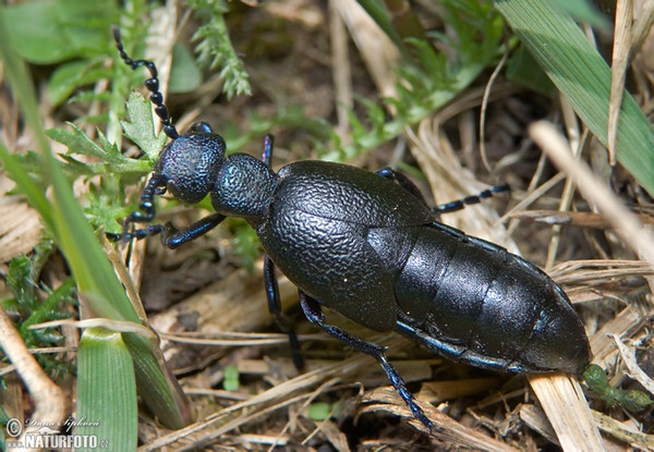 Schwarzer Maiwurm (Meloe proscarabaeus)