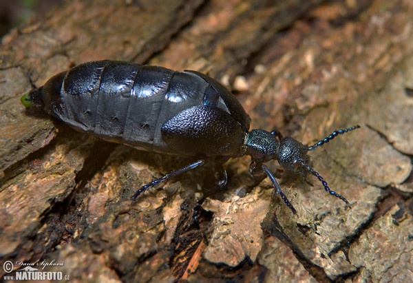 Schwarzer Maiwurm (Meloe proscarabaeus)