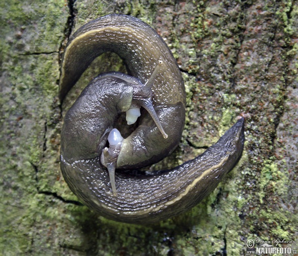 Schwarzer Schnegel (Limax cinereoniger)