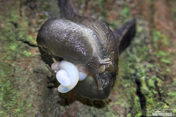 Schwarzer Schnegel (Limax cinereoniger)