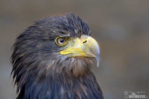 Seeadler (Haliaeetus albicilla)