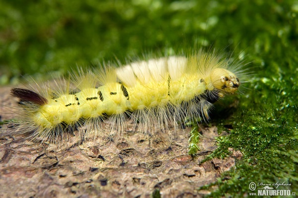 Streckfuss Rotschwanz (Calliteara pudibunda)