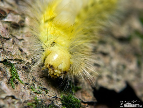 Streckfuss Rotschwanz (Calliteara pudibunda)