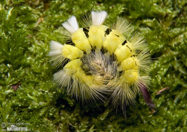 Streckfuss Rotschwanz (Calliteara pudibunda)