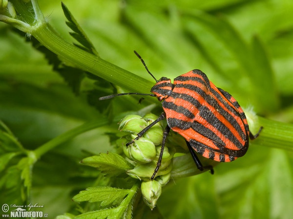 Streifenwanze (Graphosoma lineatum)