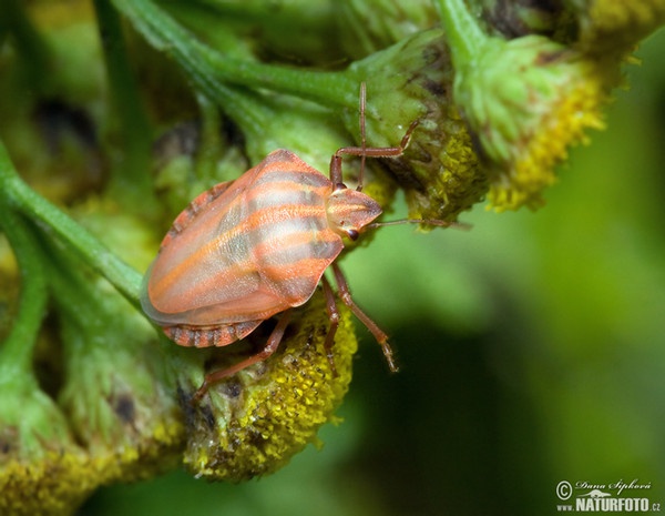 Streifenwanze (Graphosoma lineatum)