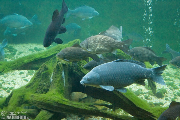 Süßwasserfische - Karpfen (Cyprinus carpio)