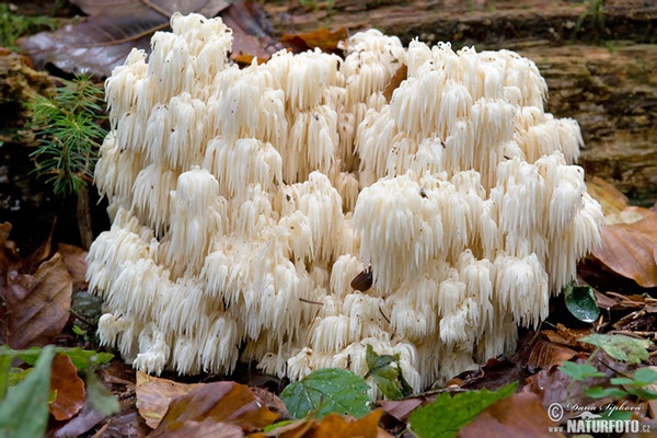 Tannen-Stachelbart (Hericium flagellum)