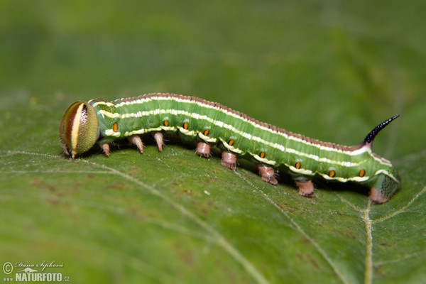 Tannenschwarmer (Sphinx pinastri)