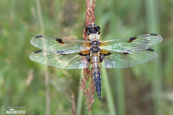 Vierfleck (Libellula quadrimaculata)