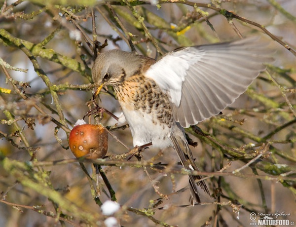 Wacholderdrossel (Turdus pilaris)