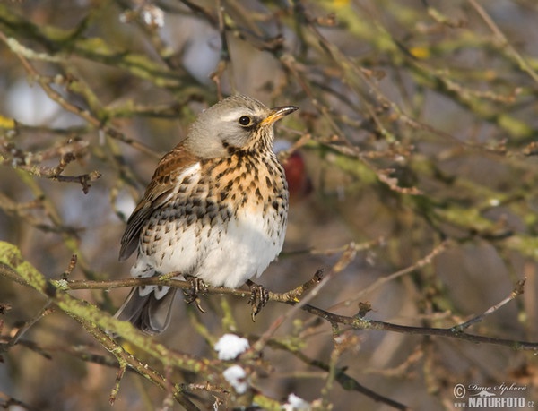 Wacholderdrossel (Turdus pilaris)