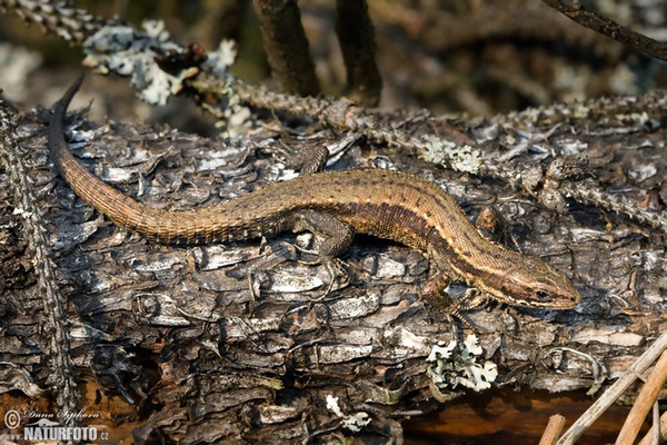 Waldeidechse (Lacerta vivipara)