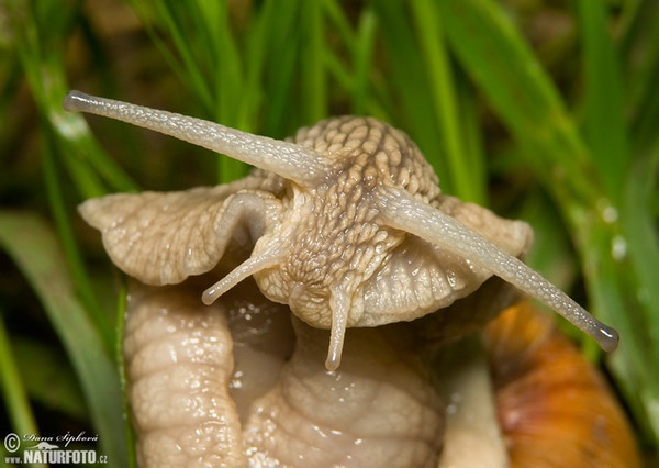 Weinbergschnecke (Helix pomatia)