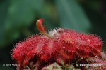 Drosera montana