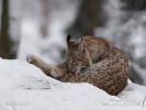 Luchs