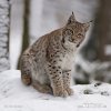 Luchs