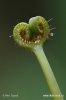 Sonnentau Drosera binata var. dichotoma