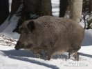 Wild Schwein