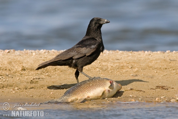 Aaskrähe (Corvus corone corone)