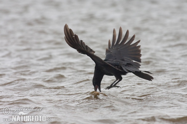 Aaskrähe (Corvus corone corone)