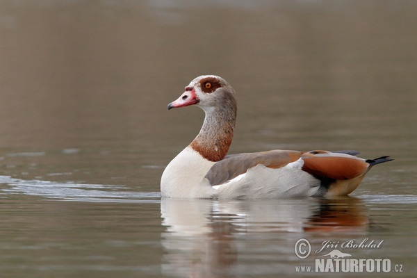 Ägyptische Gans (Alopochen aegyptiacus)