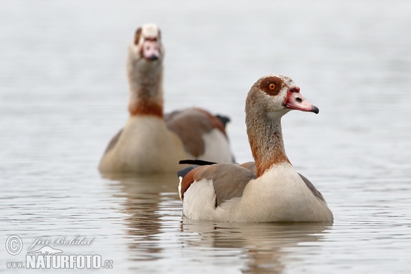 Ägyptische Gans (Alopochen aegyptiacus)