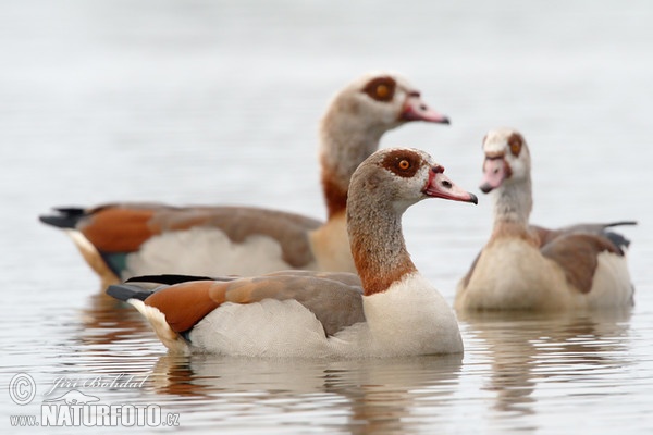 Ägyptische Gans (Alopochen aegyptiacus)