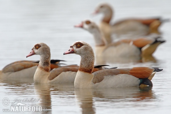 Ägyptische Gans (Alopochen aegyptiacus)