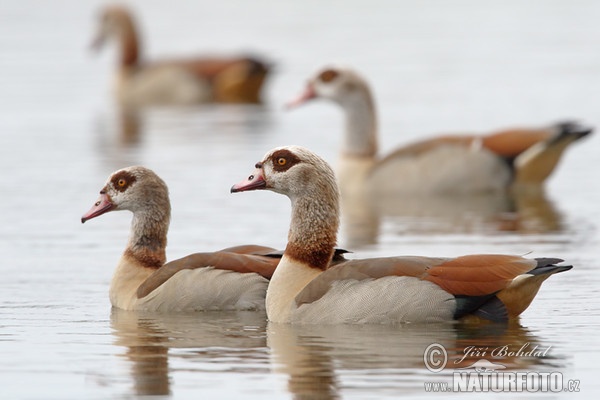 Ägyptische Gans (Alopochen aegyptiacus)