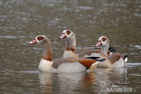 Ägyptische Gans (Alopochen aegyptiacus)