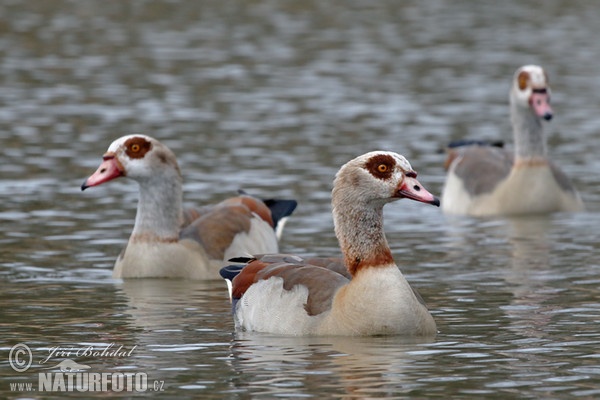 Ägyptische Gans (Alopochen aegyptiacus)