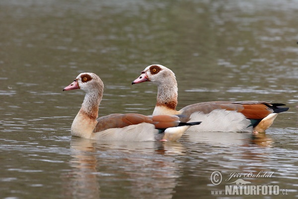 Ägyptische Gans (Alopochen aegyptiacus)