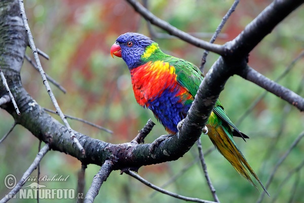 Allfarblori (Trichoglossus haematodus moluccanus)