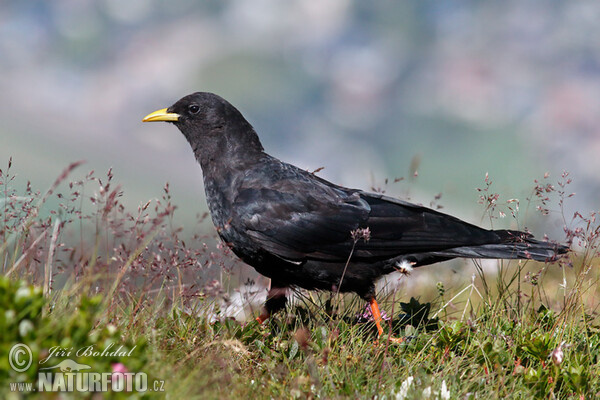 Alpendohle (Pyrrhocorax graculus)