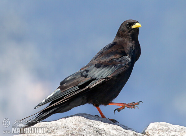 Alpendohle (Pyrrhocorax graculus)