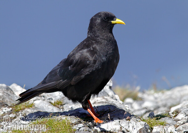 Alpendohle (Pyrrhocorax graculus)