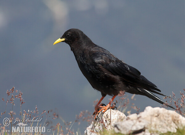 Alpendohle (Pyrrhocorax graculus)