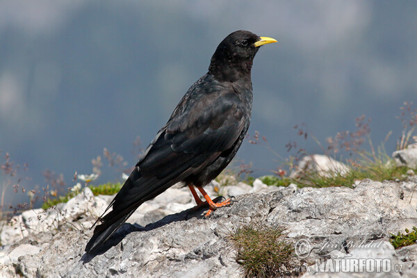 Alpendohle (Pyrrhocorax graculus)