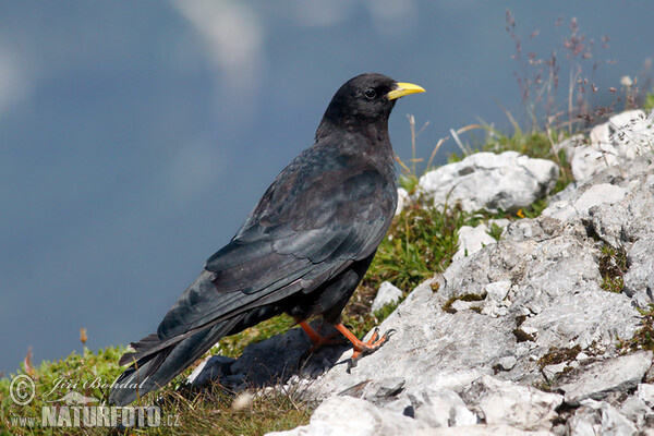 Alpendohle (Pyrrhocorax graculus)