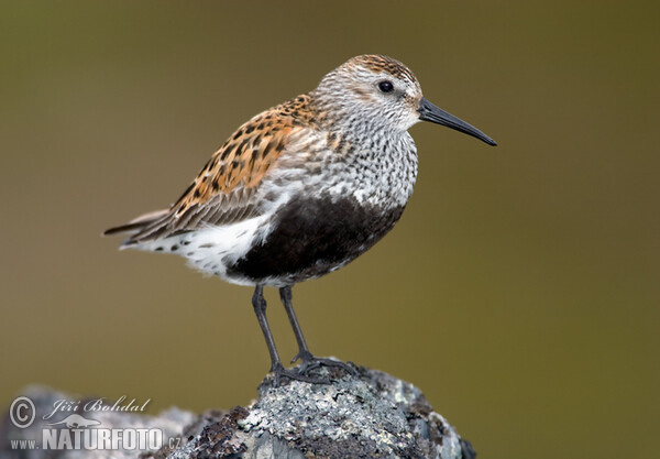 Alpenstrandläufer (Calidris alpina)